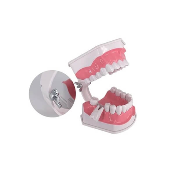 Стоматологічна модель чищення зубів