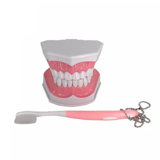Стоматологічна модель чищення зубів