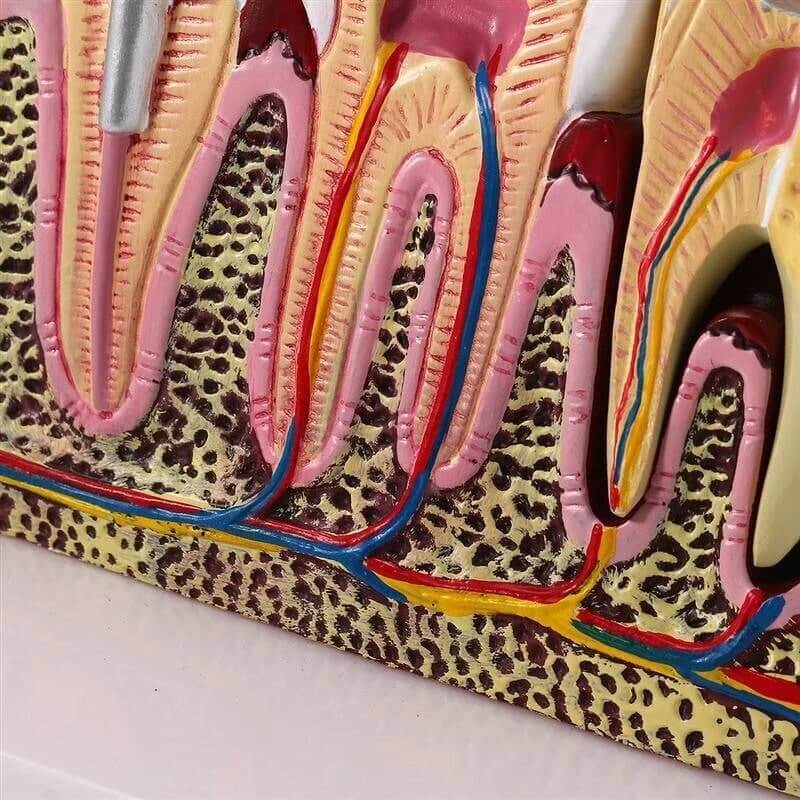Стандартна стоматологічна модель ортопедичних зубів