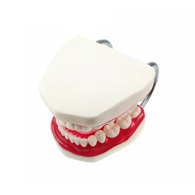 Стоматологічна модель зубів