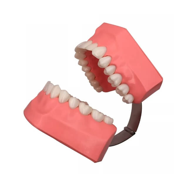 Стоматологічна модель для чистки зубів