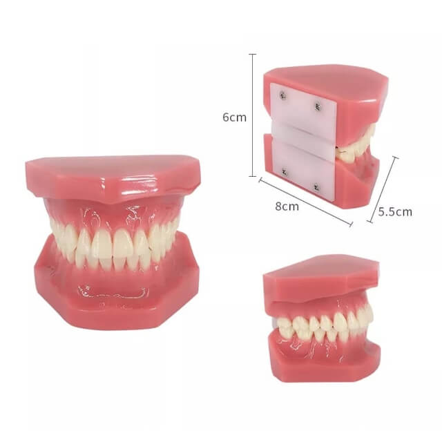 Модель зубів для навчання
