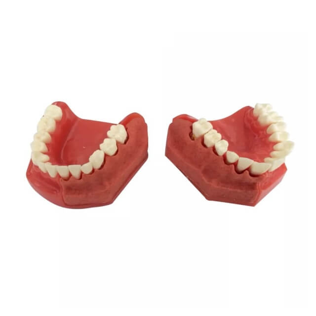 Смоляна дитяча модель первинного постійного зуба