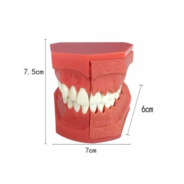 Смоляна дитяча модель первинного постійного зуба