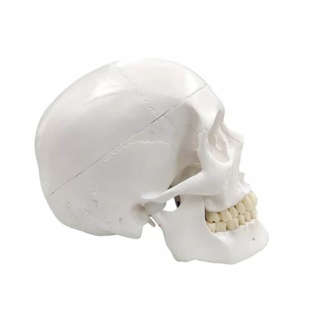 Модель анатомічного м'язового черепа реального розміру