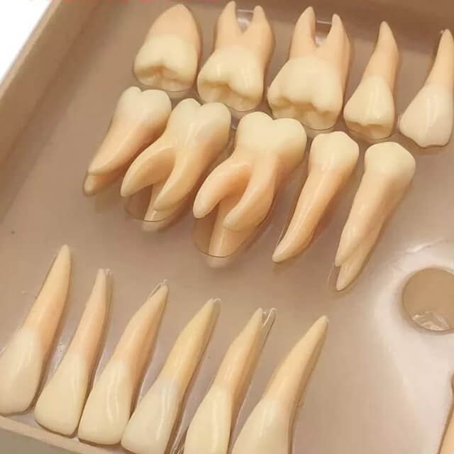 Постійна модель зуба