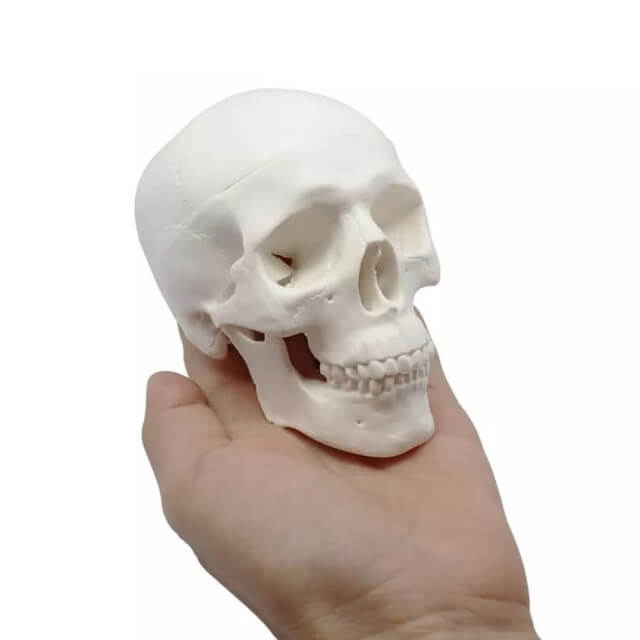 Анатомічна міні-3D модель людського черепа